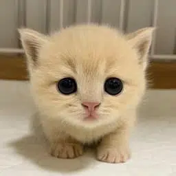 milly