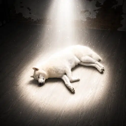 フクマル