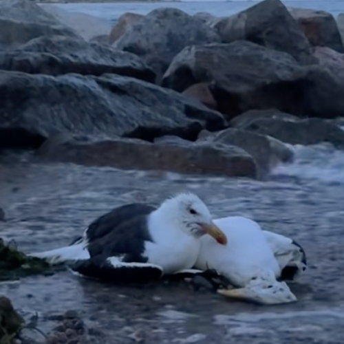 Seagull