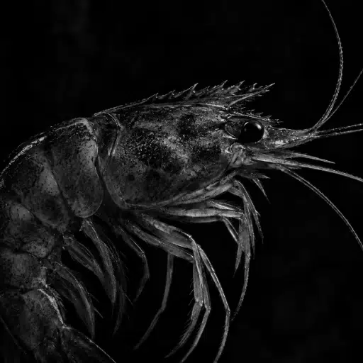Shrimp
