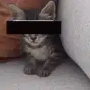 Z-CAT