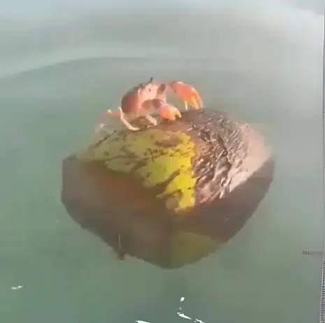 COC
