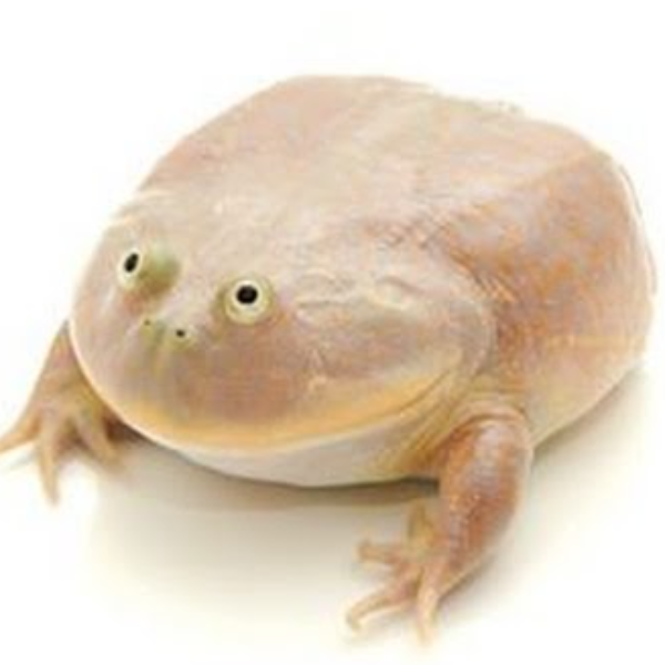 frog