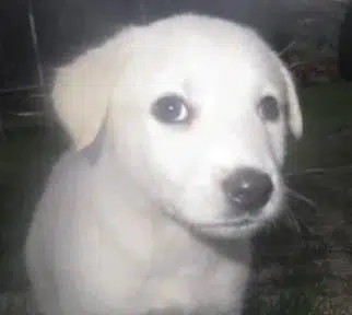 Bruno