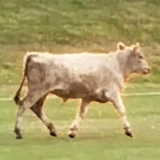 BULLRUN