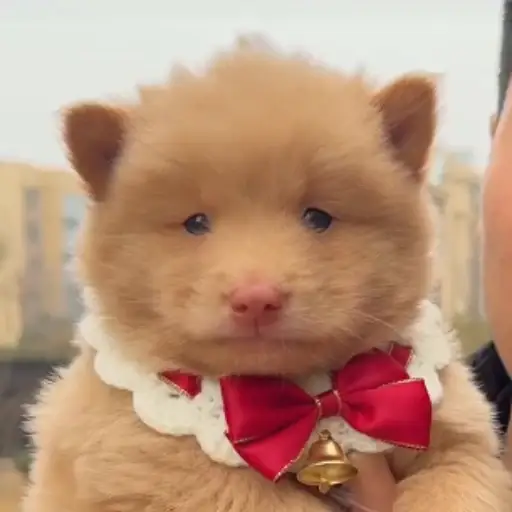 ChowChow