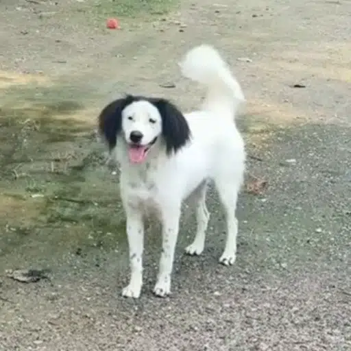 华华