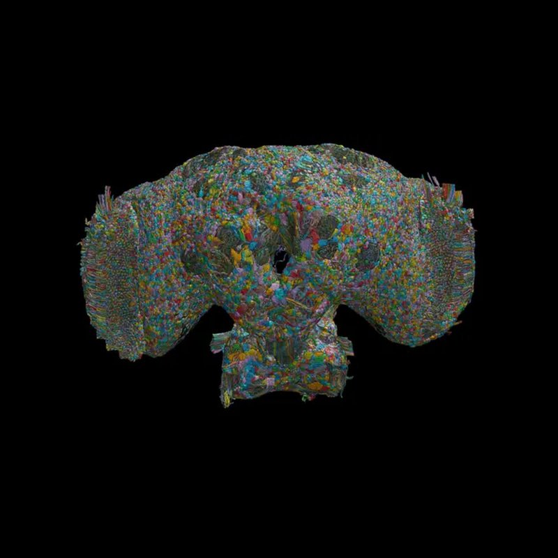 BRAIN logo