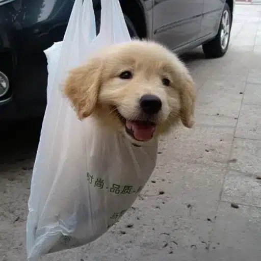 BAGEY
