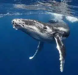 WHALES logo