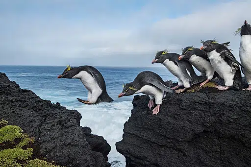 PENGUIN