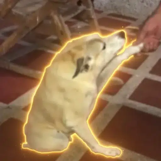 Jaimoteo