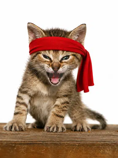RAMBO