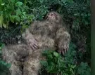 BIGFOOT