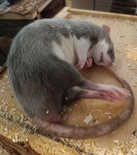 BONK