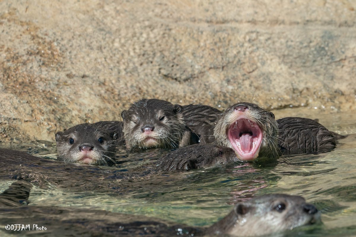 OTTERS