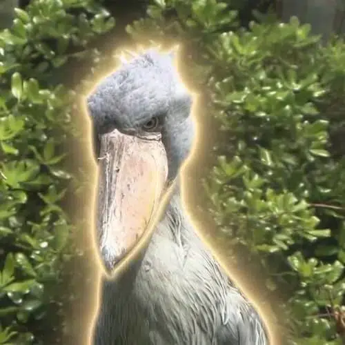Shoebill