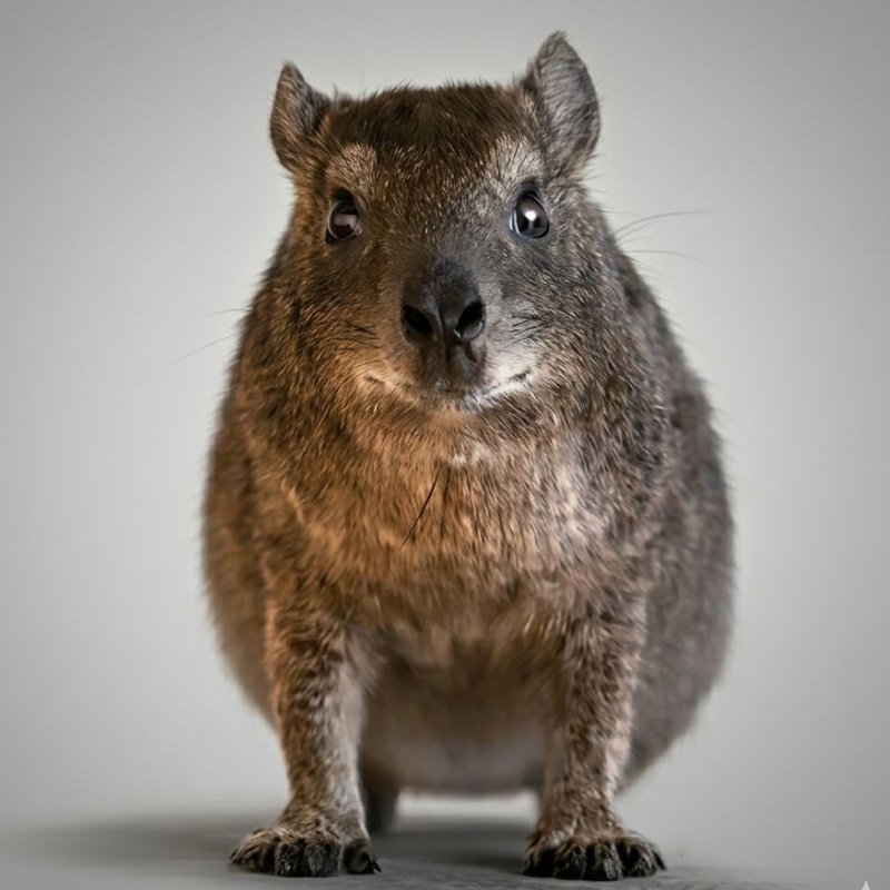 Hyrax