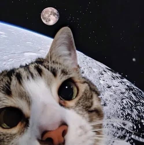 MOONCAT logo