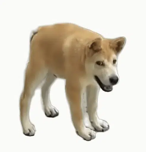 doggo