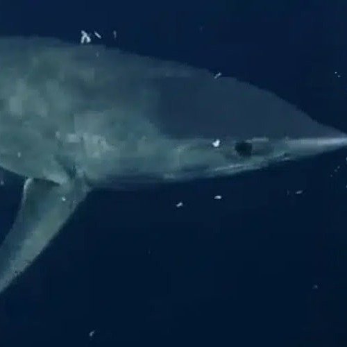 Sharkzilla
