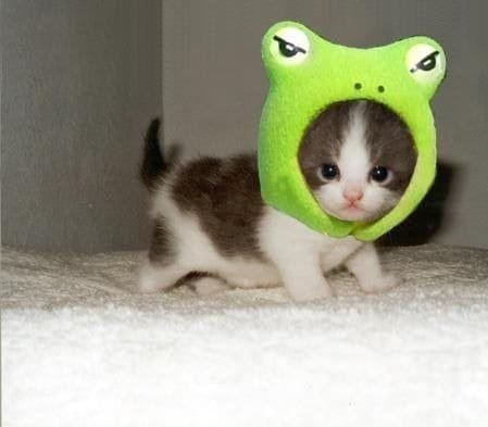 pepecat