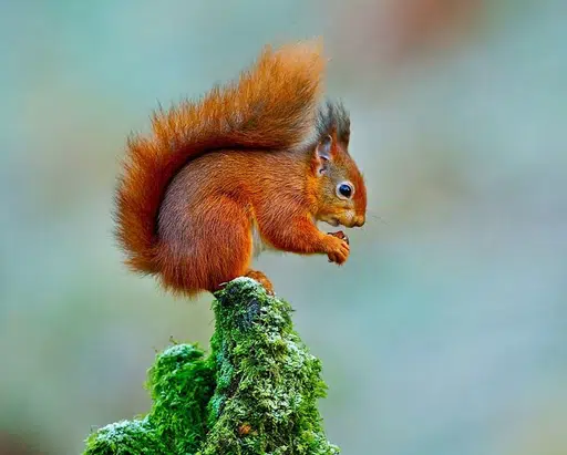 Squirrels