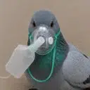 wif