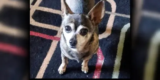 Tinkerbell