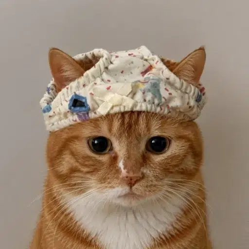 pussy