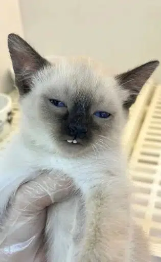 cronch