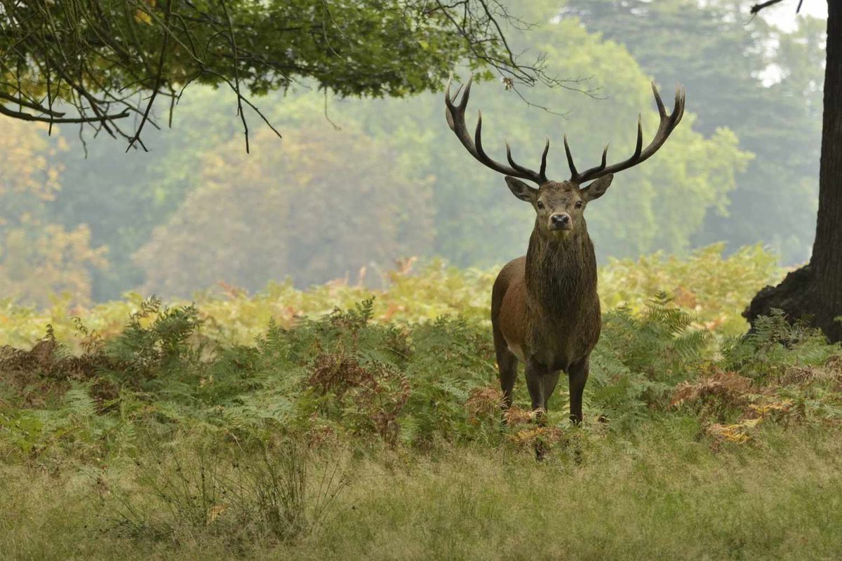 STAG — recently traded by Insyder on Solana