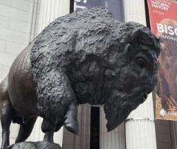 Bison