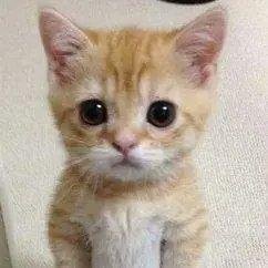 gato