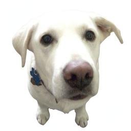ATTENTIONDOG