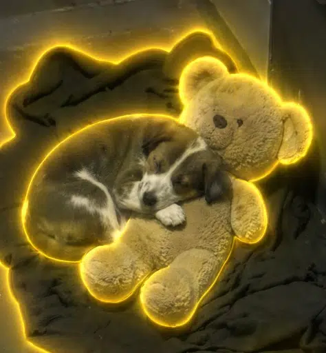 Teddy