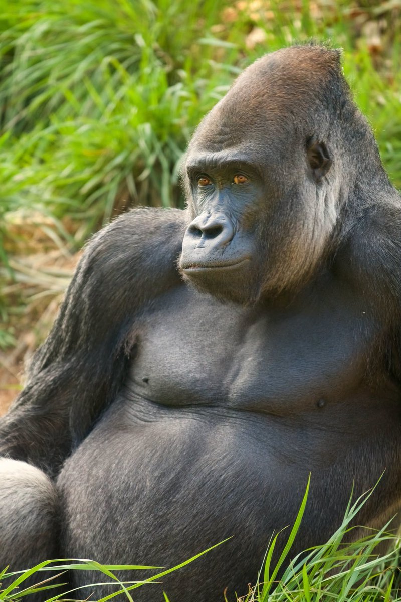 Cenzoo