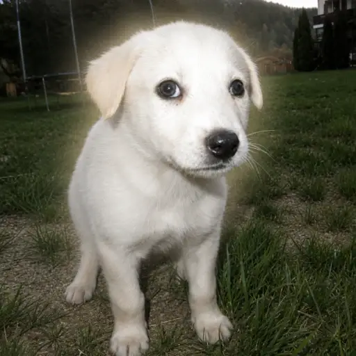 Bruno