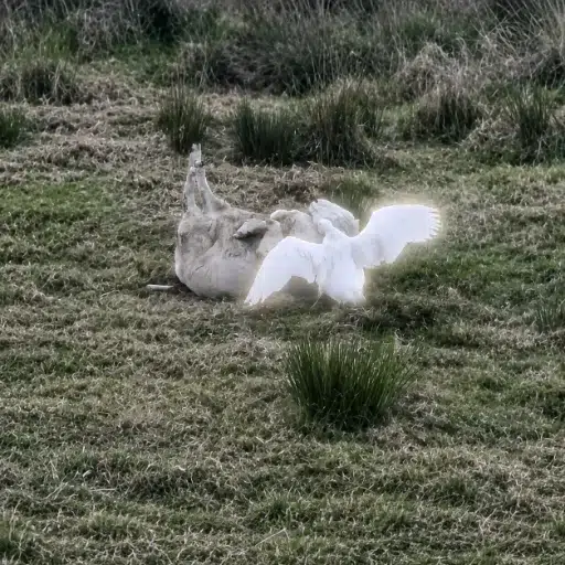 Goose