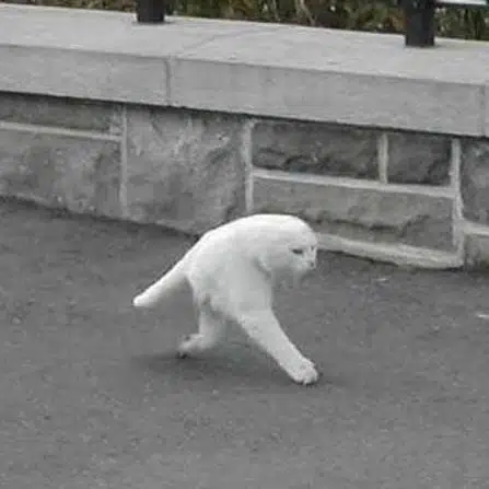 CA