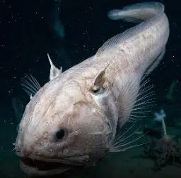 ASSFISH logo
