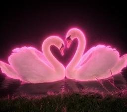 Swans