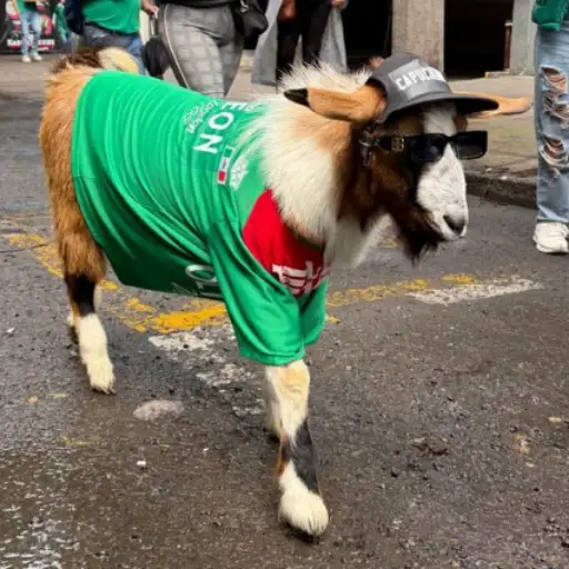 CAPUCCHINO