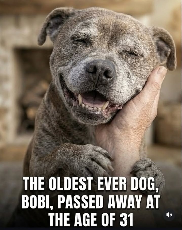 RIPBOBI