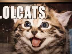 LOLCATS