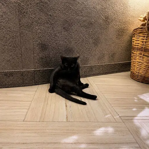 REMY