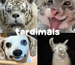 TARDIMALS