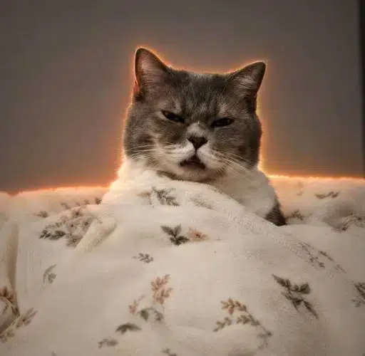 Gooncat