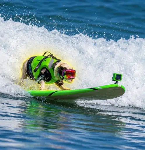 SURF