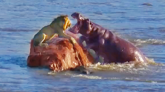 HIPPO